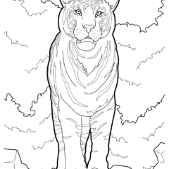 Sumatran tiger in the wild