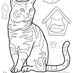 Tabby cat