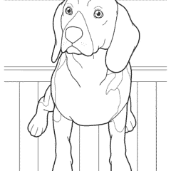 The Alert Beagle
