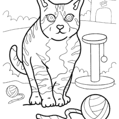 The cat plays with a ball