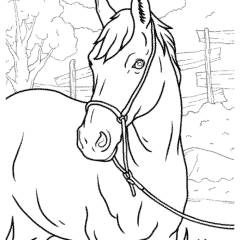 The horse is standing in the field