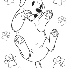 The puppy rolls on the floor