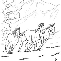 Three Brumby Horses