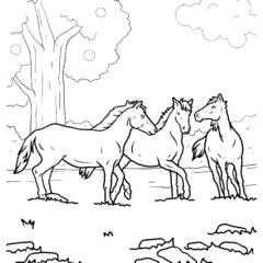 Three wild horses running together