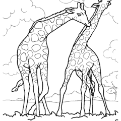 Two adult giraffes in the savannah forests