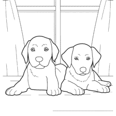 Two cute labrador puppies