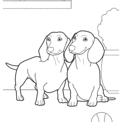 Two dachshunds pose for a photo