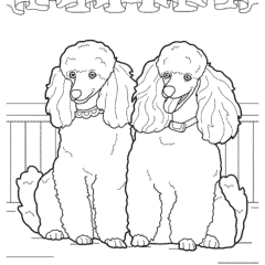 Two smiling miniature poodles